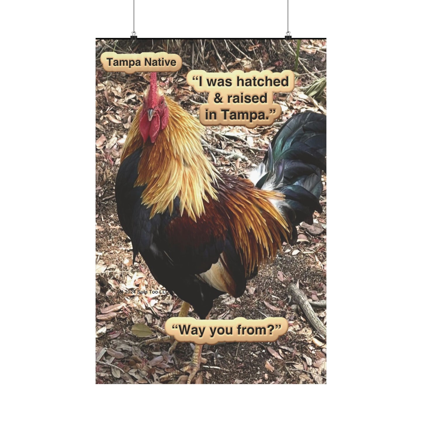 Tampa Native Rooster Poster